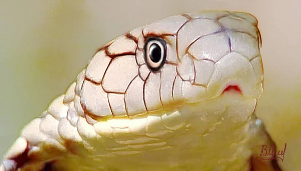 Schriftstellerwerk Die Weiße Kobra Stammt Von Einem Grafiker Größe 40X70 — Stockfoto