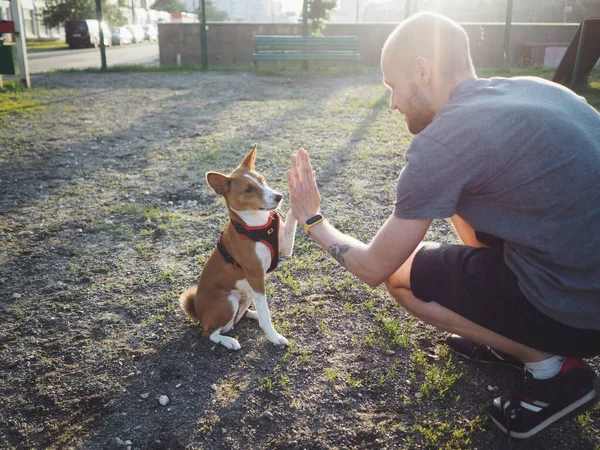 Man Walks Basenji Dog Dog Playground Dog Drinks Water Bottle — Stock Photo, Image