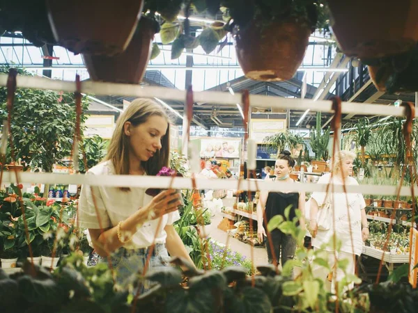 Çiçekçide bir kadın ev bitkilerini seçer.