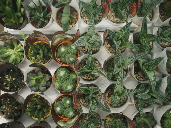 Bahçe, sebze bahçesi, ev bitkileri, canavar ve kaktüs satışı için her şey var.