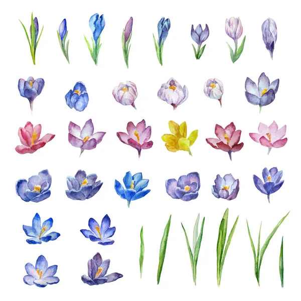 Aquarelle Fleurs Printemps Ensemble Différents Dessins Vectoriels Crocus Safran Pour — Image vectorielle