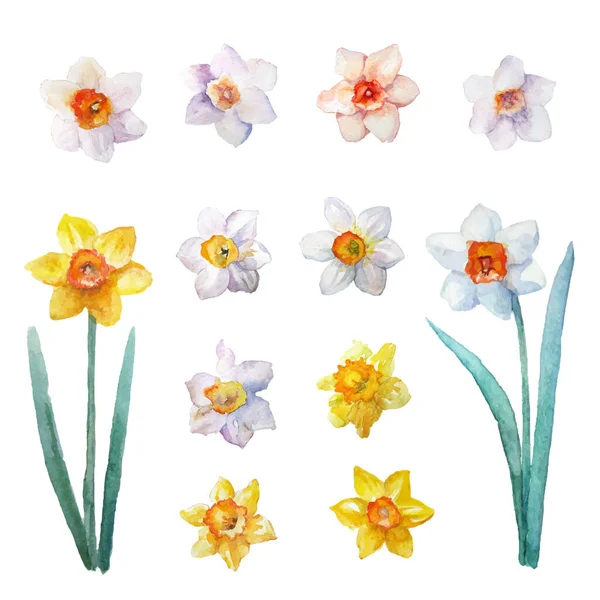 Conjunto Flores Primavera Acuarela Diferentes Dibujos Vectoriales Narciso Para Diseño — Vector de stock