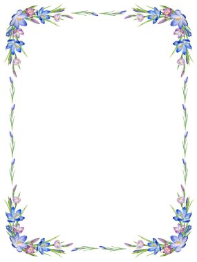 Crocus vektör çerçevesi. Suluboya boyalı safran ve beyaz arka planda yapraklar. Tatil, kutlama ve davetiye kartları için doğal bahar tasarımı.