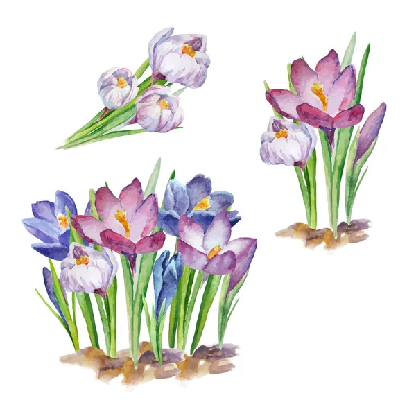 Acuarela Floral Ramo Flores Primavera Conjunto Crocus Retro Lindo Azafrán — Archivo Imágenes Vectoriales