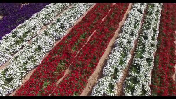 Vista aérea de la bandera americana hecha de flores — Vídeo de stock