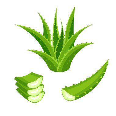 Beyaz arkaplanda izole edilmiş aloe vera seti. Yeşil bitki, yapraklar ve kesikler. Düz bir modda vektör illüstrasyonu.