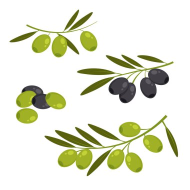Taze yeşil ve dalında yapraklar olan siyah zeytinler. Beyaz arka planda izole edilmiş zeytinler. Vejetaryen yemek vektör simgeleri modaya uygun çizgi film tarzında. Doğal kozmetik ürünleri ve sağlık ürünleri için tasarım.