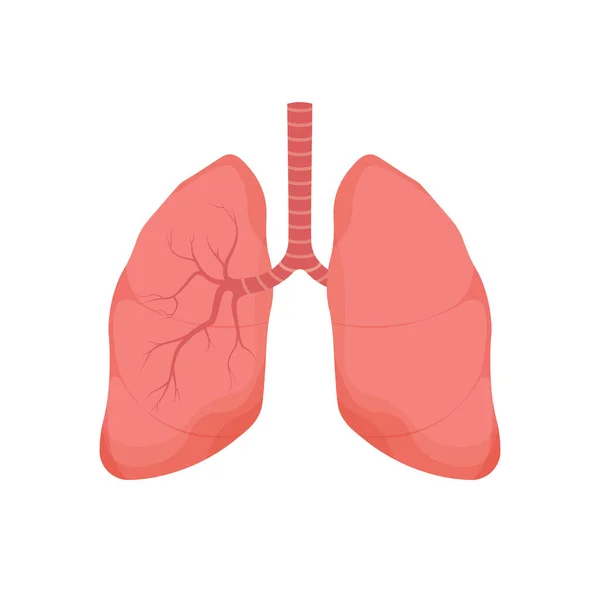 健康的隆肉 人体内部器官 呼吸系统图标 解剖学 医学概念 卫生保健 在白色背景上孤立的向量图 — 图库矢量图片