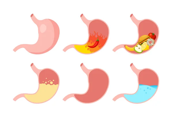Sağlıklı ve sağlıksız, boş ve modaya uygun bir şekilde insan midesi. Beslenme, mide ağrısı, şişkinlik. Sindirim sistemi anatomisi. Vektör illüstrasyonu beyaz arkaplanda izole edildi.