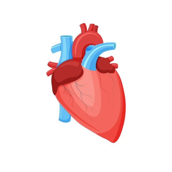 健康な心臓解剖学 内臓だ 心臓病の概念 白地に隔離された流行のフラットスタイルでベクトルイラスト — ストックベクタ