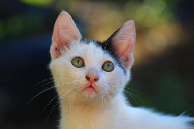 Bunlar Canon T6 kamerasıyla zaman içinde çektiğim fotoğraflarım. Daha sonra montajda biraz rötuş yaptım. Sonunda çarpıcı fotoğraflar çekebildiler..