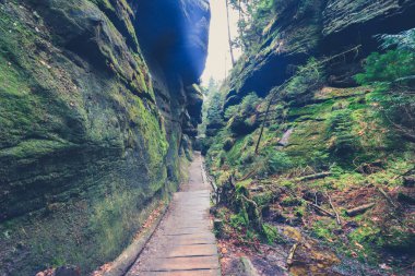 rocky Kanyon orman manzara ile yürüyüş yolu