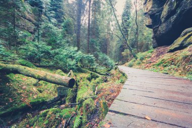 Orman manzara yol hiking