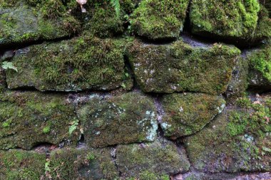 eski taş duvar yosun ile büyümüş