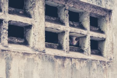 küçük kedi delikten, pencereden bakarak yavru kedi arıyorum