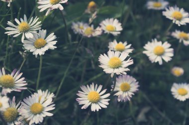 papatya çiçek çayır closeup - vintage tarzı 