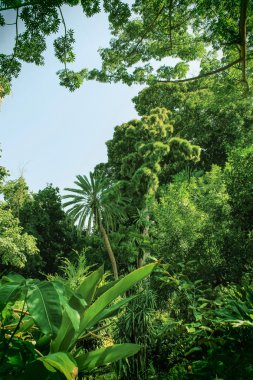tropikal orman, yağmur ormanı