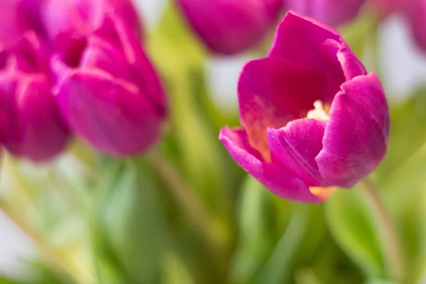 Paarse tulpen macro - prachtige tulpen bloeien closeup — Stockfoto