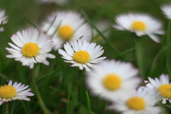 Madeliefjes in weide, white daisy bloem macro — Stockfoto