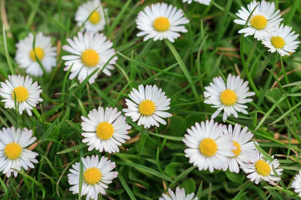 Madeliefjes in weide, white daisy bloem macro — Stockfoto
