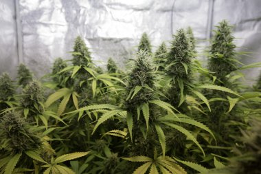 kapalı mekan kenevir / marihuana bitkileri