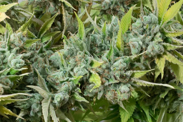 Marijuana Bud Closeup Marihuana Macro — Stock Photo, Image