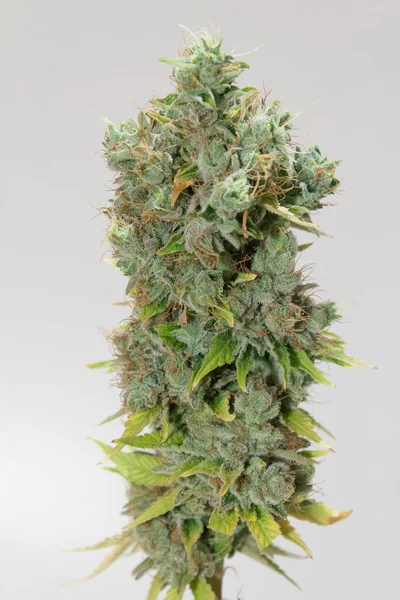 Cannabisknop Marihuana Macro — Stockfoto