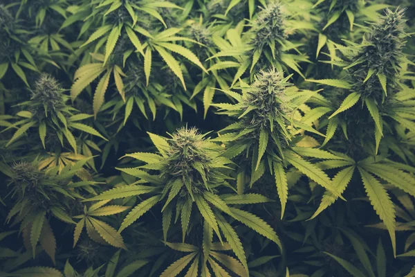 Bud Cannabis Marihuana Planten — Stockfoto