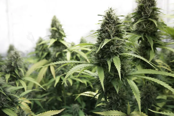 Tıbbi marihuana, kenevir tomurcukları.