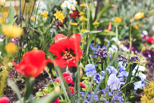 多くの異なる春の花でカラフルな花壇 — ストック写真