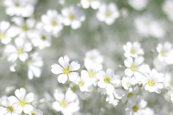 White spring flowers — Stock Photo, Image