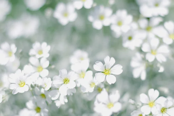 白春の花 — ストック写真