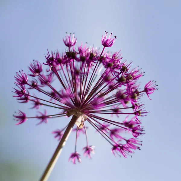 Весенний цветочный макрос — стоковое фото
