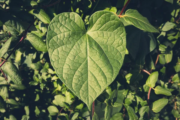 Hart Vorm Plant Leaf Aard Van Liefde — Stockfoto