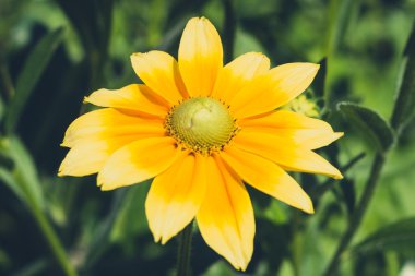 Rudbeckia hirta, sarı çiçek, coneflower