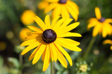 sarı çiçek makro - rudbeckia, siyah gözlü susan 