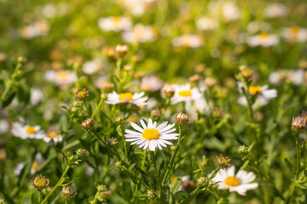 デイジーの花の牧草地 ヒナギク マクロのフィールド — ストック写真