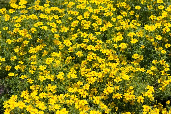 Желтый куст цветов - много желтых весенних цветов — стоковое фото