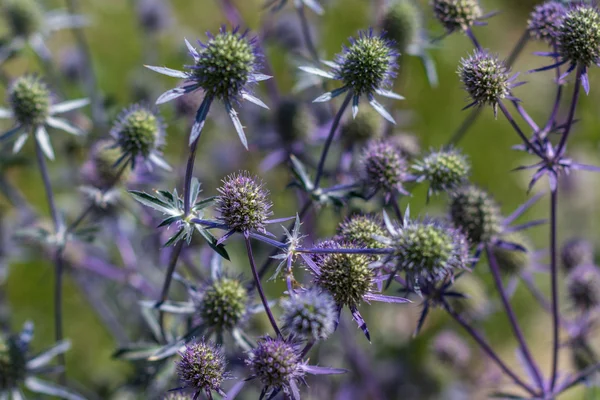Mavi deniz thistle çiçek / deniz holly