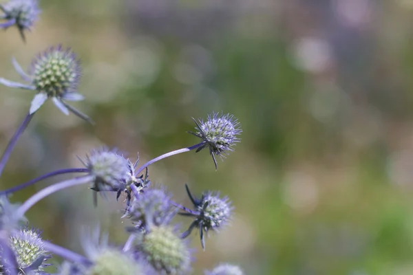 Mavi deniz thistle çiçek / deniz holly — Stok fotoğraf