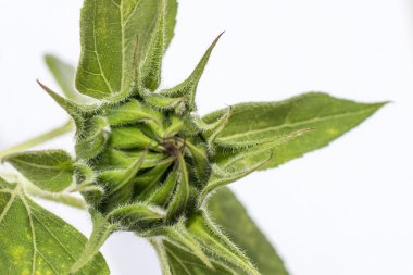 daha önce çiçek açan genç yeşil ayçiçeği  