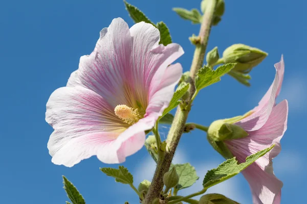 Fiore di ibisco primo piano — Foto Stock