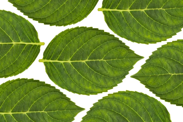 Plant bladeren patroon, groene blad achtergrond — Stockfoto