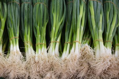 bahar soğan-bahar soğanları paketi