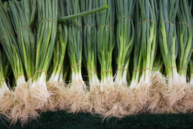 bahar soğan-bahar soğanları paketi