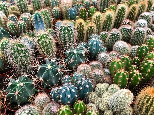 Many Cacti Plant Store Miniature Cactus Plants — Stock Photo, Image
