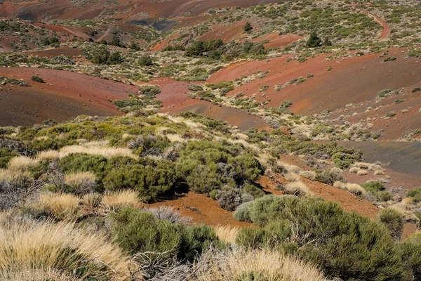 有灌木 小山和红色沙地的干枯景观 — 图库照片