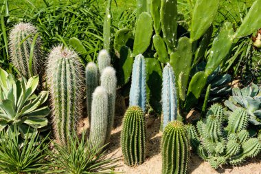 Kaktüs bahçesi, çeşitli kaktüsler.