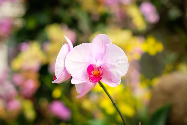 Flor Orquídea Com Fundo Jardim — Fotografia de Stock