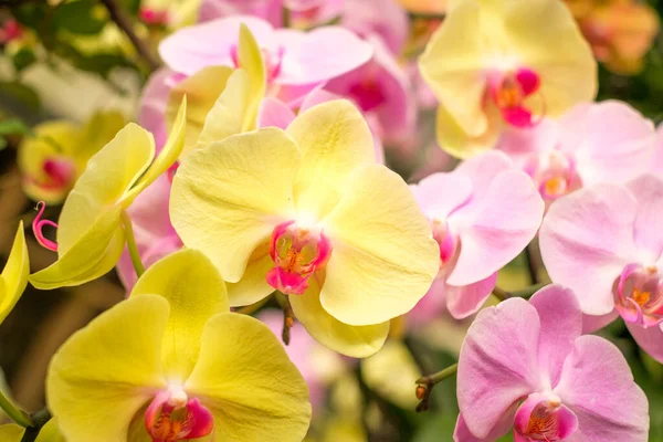 Jardim Colorido Flor Orquídea Flores Orquídea — Fotografia de Stock